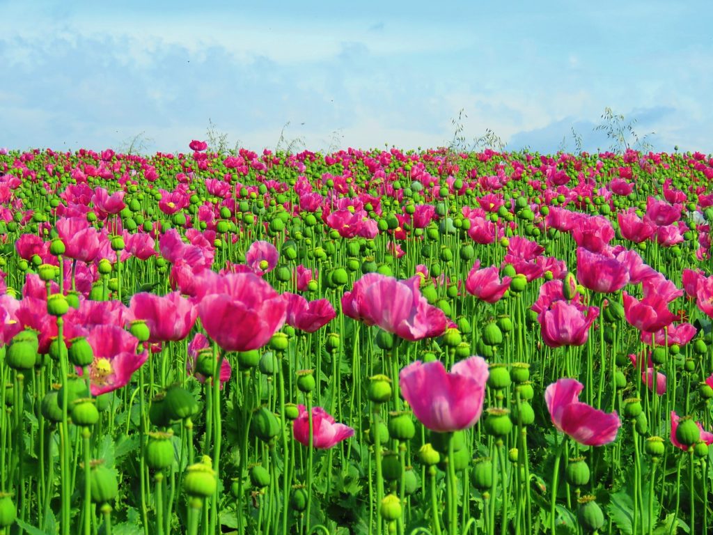 poppy, field, opium poppy
